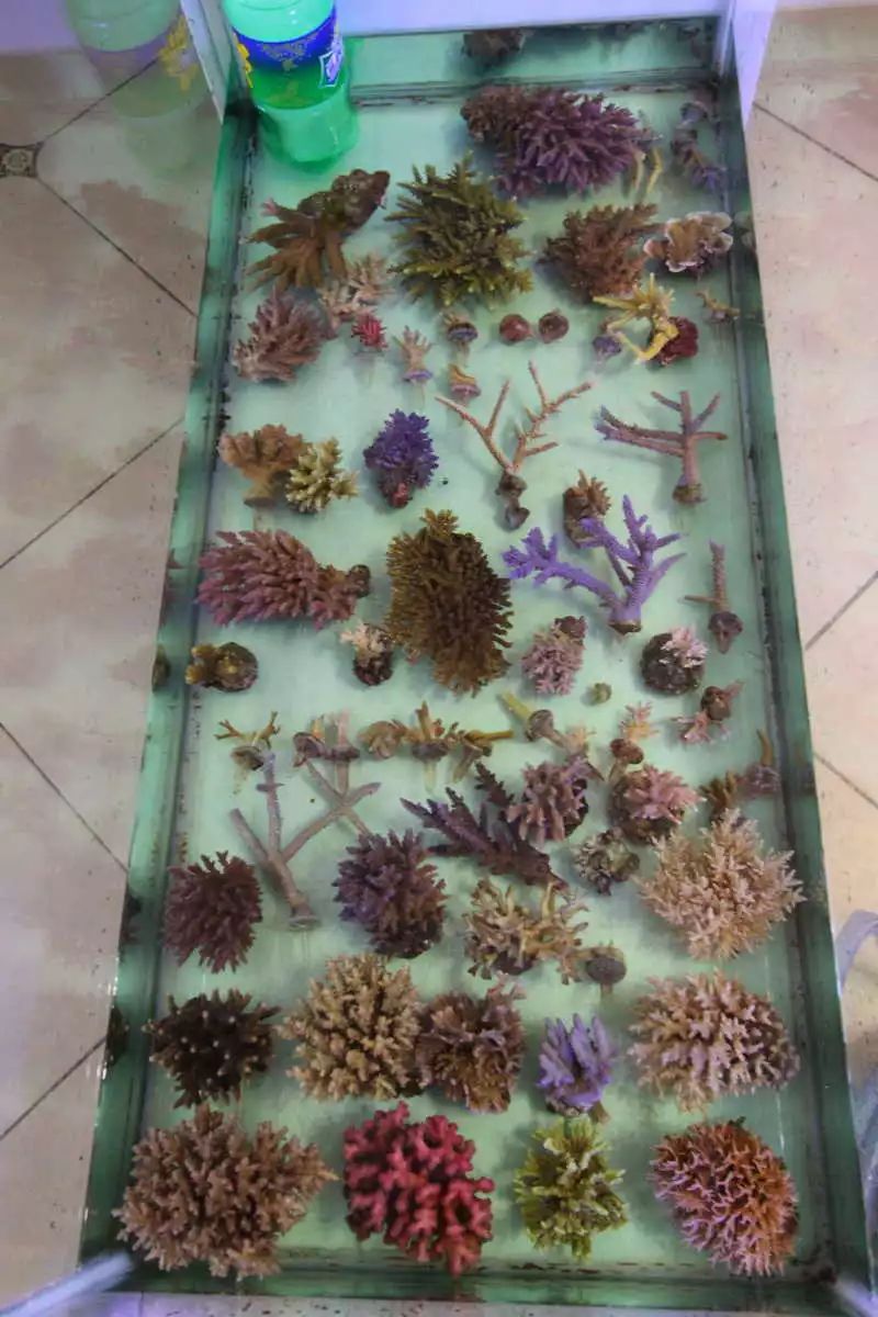 60海缸开缸全记录,1.2米的海缸开缸需要多少费用