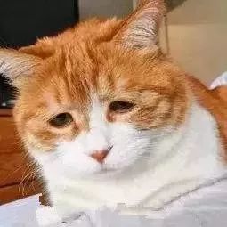 南极人恒源祥的东西还能买吗,南极人恒源祥值得买吗