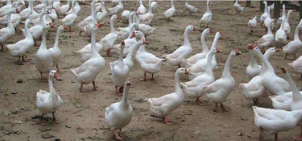 鹅的养殖技术及饲养管理,养殖大鹅的前景如何
