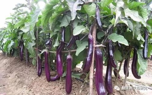 古代蔬菜水果传入中国的时间,各个朝代传入中国的蔬菜和水果