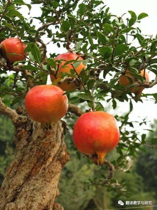 古代蔬菜水果传入中国的时间,各个朝代传入中国的蔬菜和水果