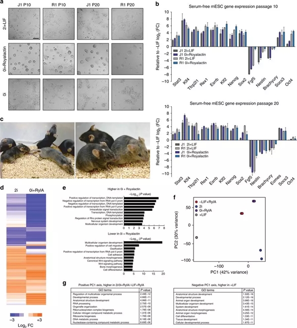蜂王浆蛋白功效与作用,蜂王浆的蛋白质含量怎么样