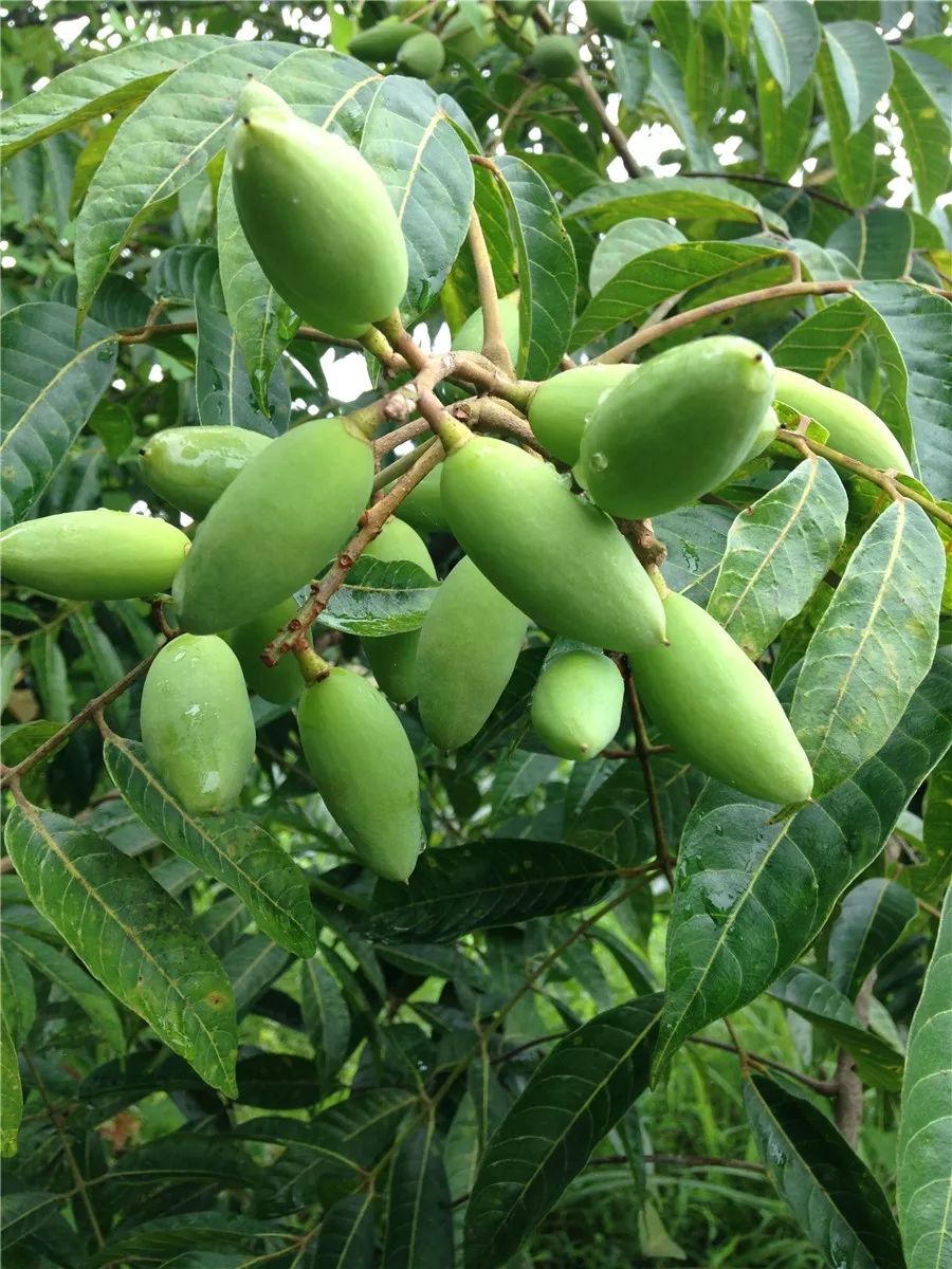 石蟆橄榄节,2019年石蟆广场橄榄节