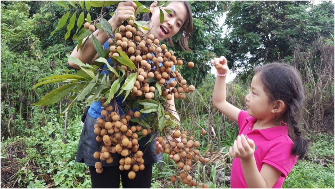 石蟆橄榄节,2019年石蟆广场橄榄节