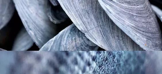 生活又有两把刷子,生活只需要刷子