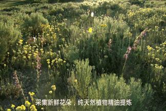 不带薄荷的驱蚊手环 (超级好用的一款驱蚊手环)