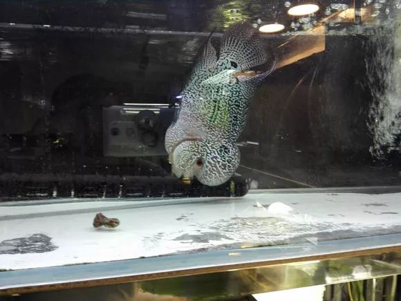 罗汉鱼失鳔症的鱼恢复要多久,罗汉鱼肠子掉出来还有救吗