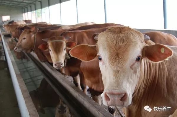 养牛专业知识和饲养方法是什么,养牛20只牛犊一年赚多少钱