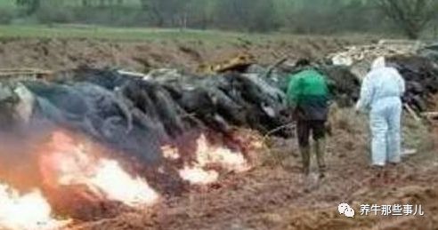 口蹄疫3天病死7头牛怎么治疗