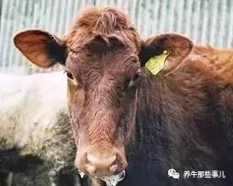 口蹄疫3天病死7头牛怎么治疗