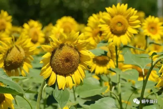 上林葵花节景点,广西上林葵花文化旅游节