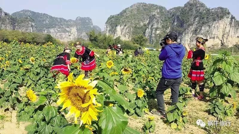 上林葵花节景点,广西上林葵花文化旅游节