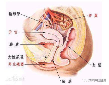 小朋友感染了霉菌性阴道炎治疗,小朋友得了细菌性阴道炎