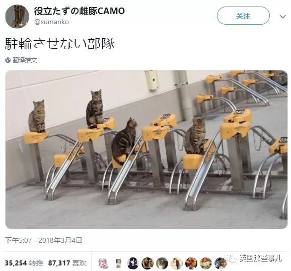 2018年在日推上“青史留名”的喵星人，引起舒适！