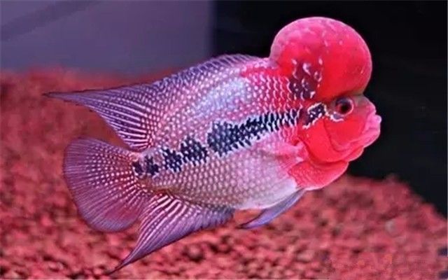 罗汉鱼多大开始发色起头,罗汉鱼怎么红的多