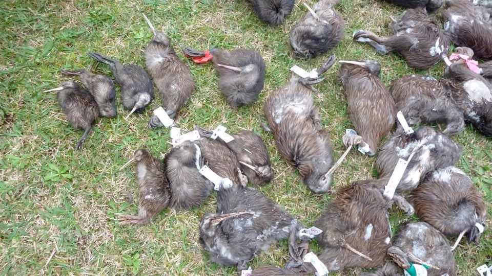 新西兰的国鸟竟是如此模样,新西兰的国鸟是哪种奇特无比的鸟