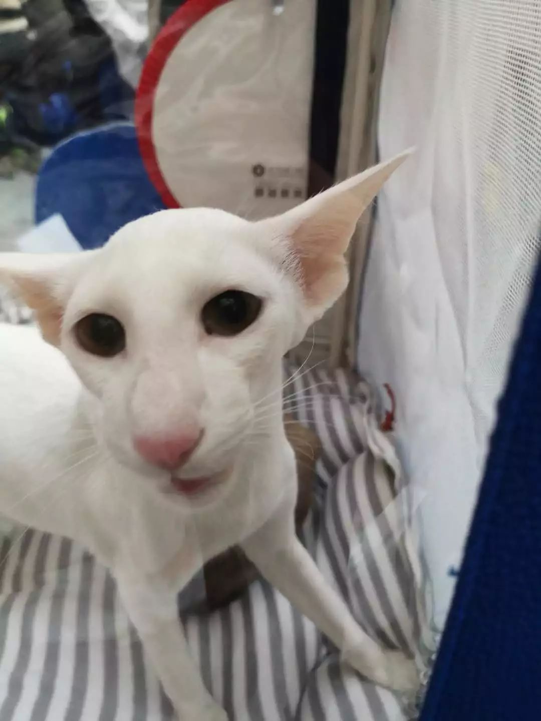 新闻综合广播｜「宠爱有家」之喵星驾到