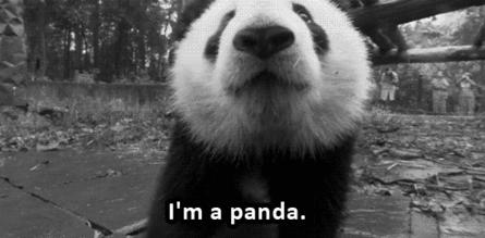 老外多爱猫咪,老外多爱中国