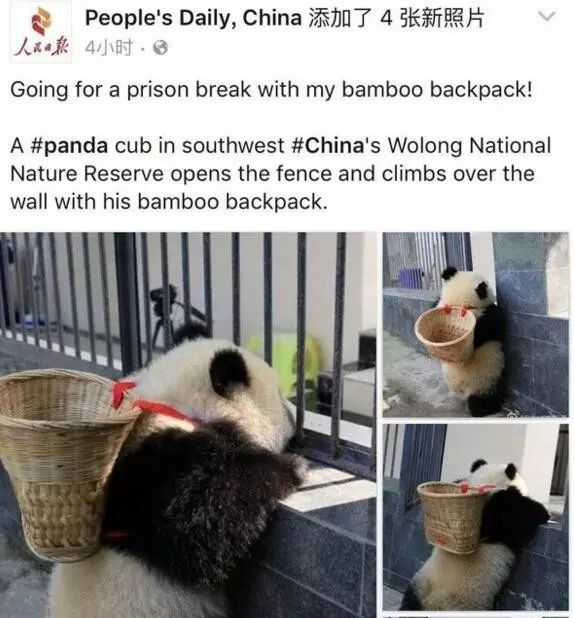 老外到底多喜欢熊猫,老外看中国大熊猫