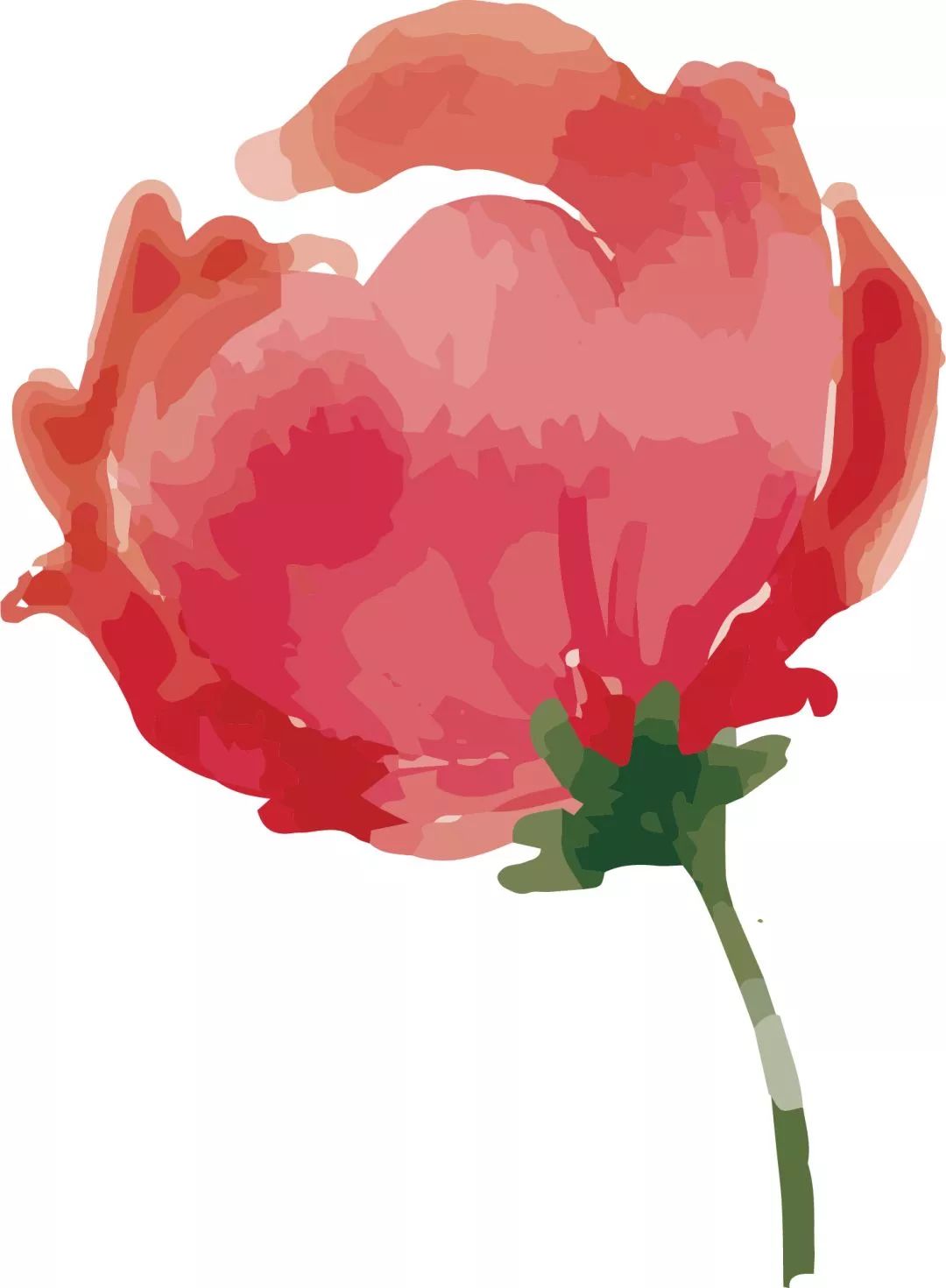 石斛花开等你来,石斛花开惊艳了时光