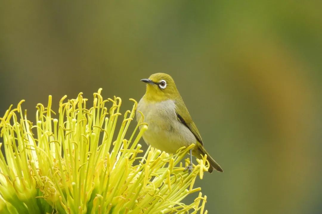华南植物园吉祥花图片,华南植物园禾雀花观赏时间