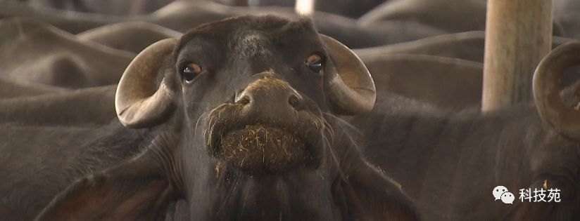 北奶南调运费高,水牛改行去产奶!