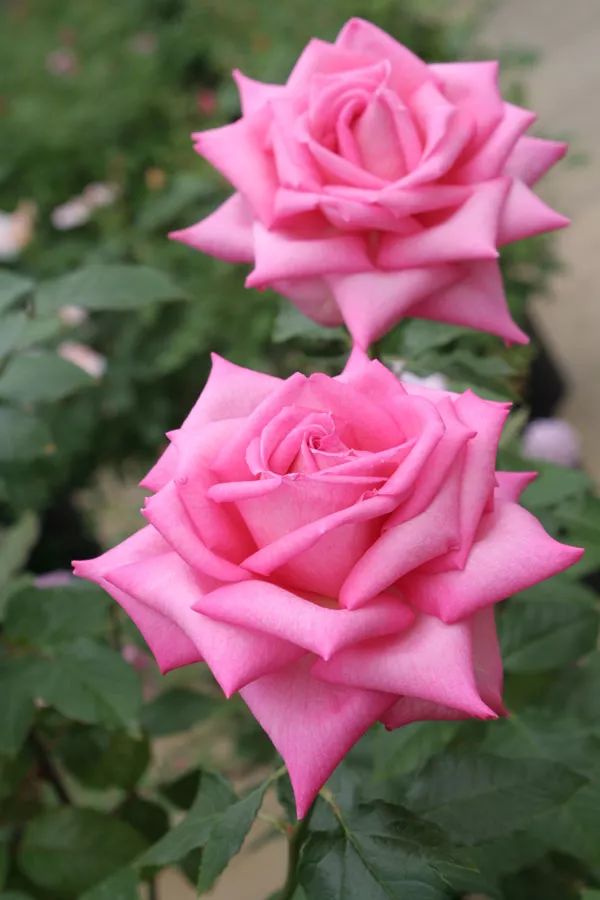 日本顶级微型月季,日本顶级盆栽大师