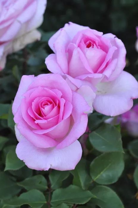 日本顶级微型月季,日本顶级盆栽大师