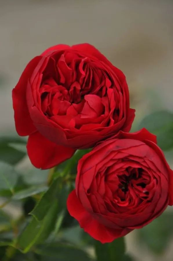 日本顶级微型月季,日本顶级盆栽大师