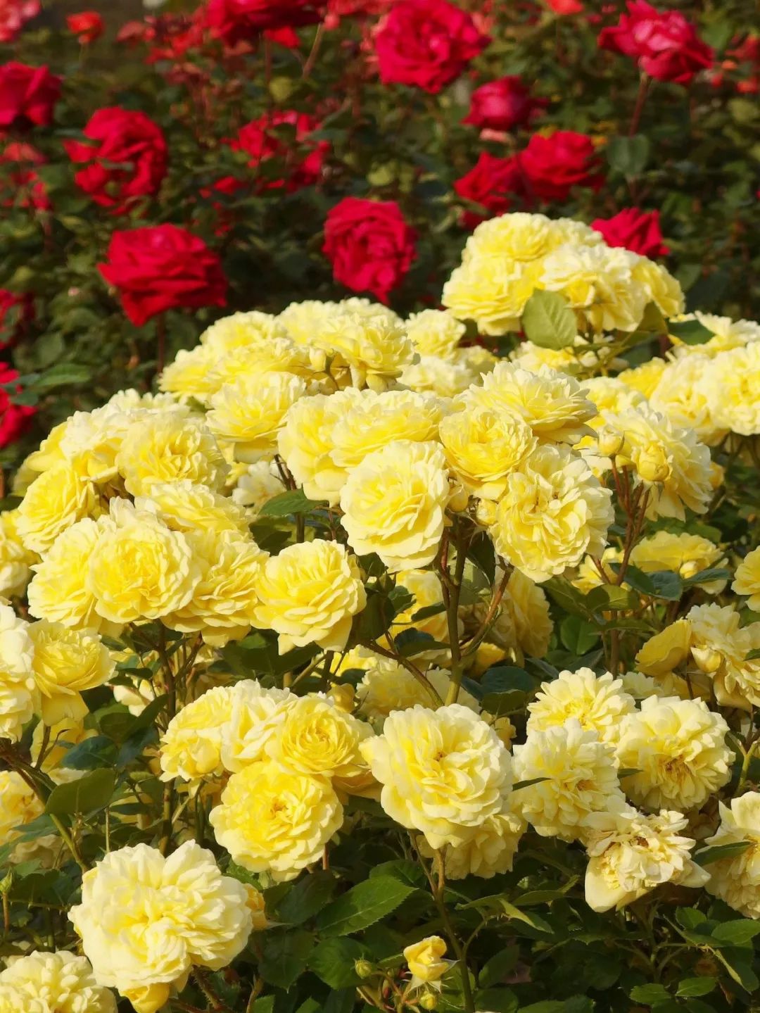 日本顶级微型月季,日本顶级盆栽大师