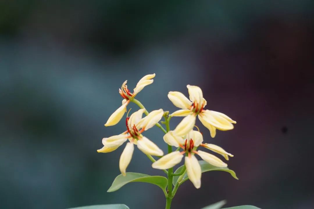 华南植物园吉祥花图片,华南植物园禾雀花观赏时间