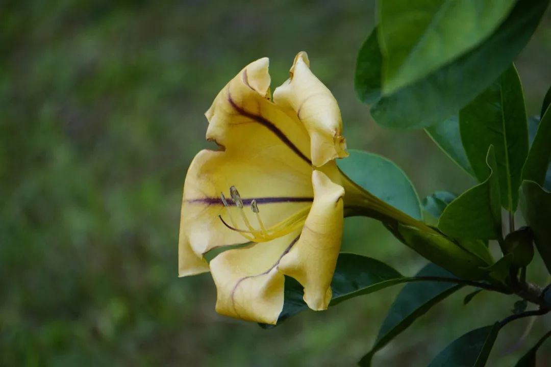 华南植物园吉祥花图片,华南植物园禾雀花观赏时间