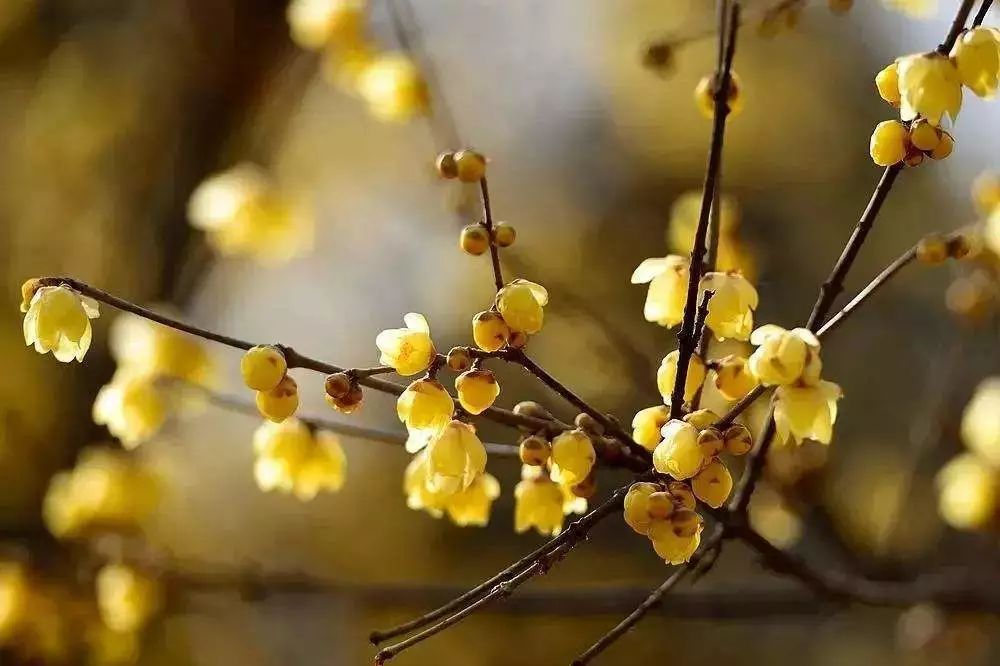 腊梅花的香味沁人心脾,腊梅花开香味扑鼻