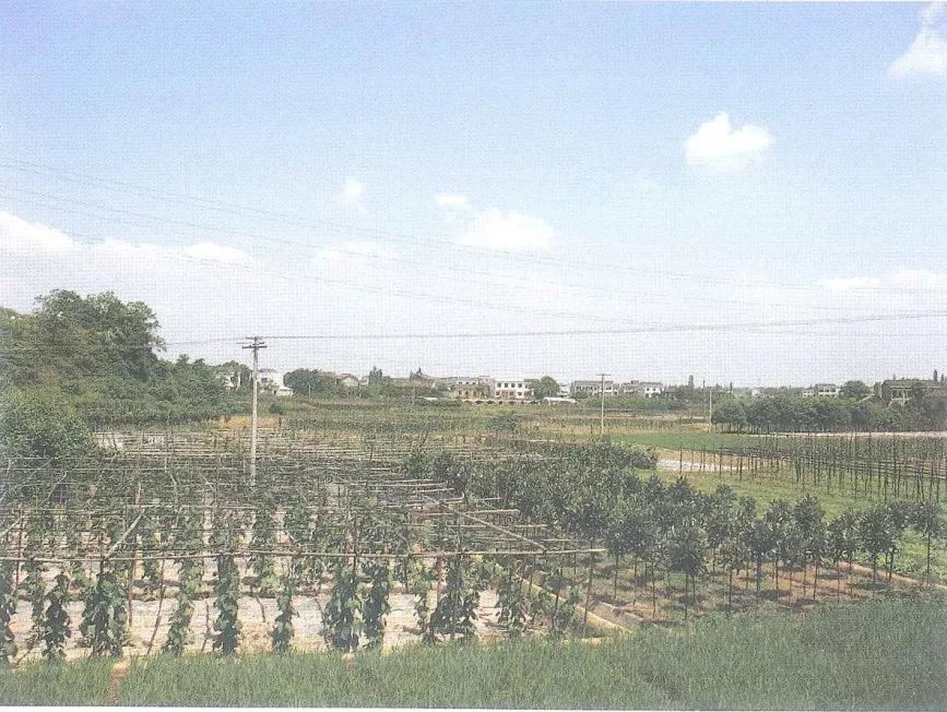 我是黎托，梦想直达雨花，幸福“黎”你很近！