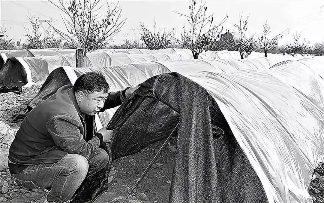 珍稀食用菌羊肚菌的人工栽培技术,羊肚菌是一种珍稀食用菌品种
