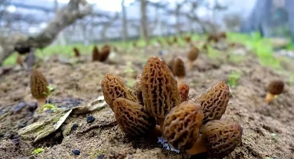 珍稀食用菌羊肚菌的人工栽培技术,羊肚菌是一种珍稀食用菌品种