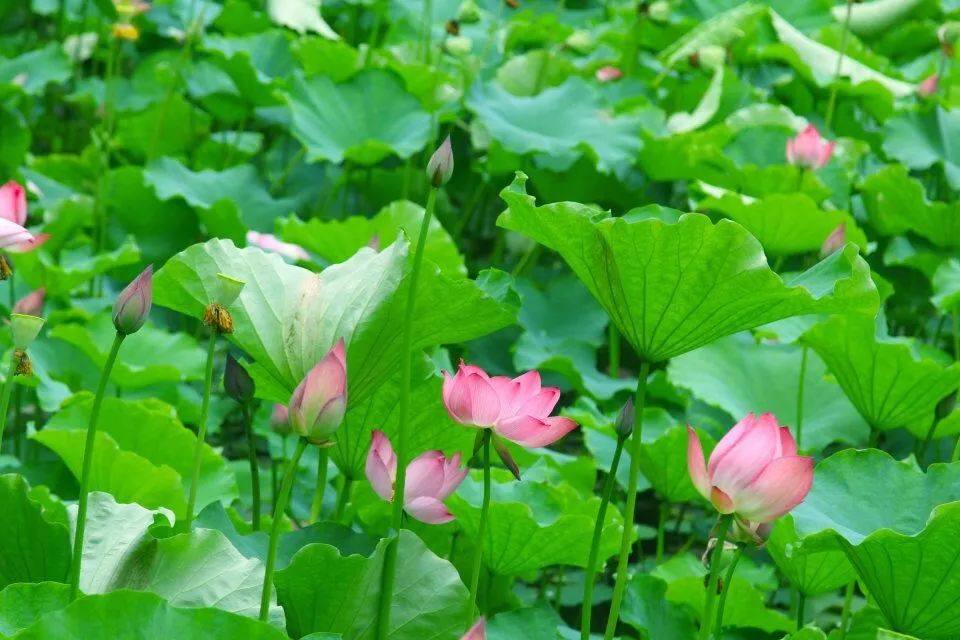 请给我来一碗“江工专属腊八粥”