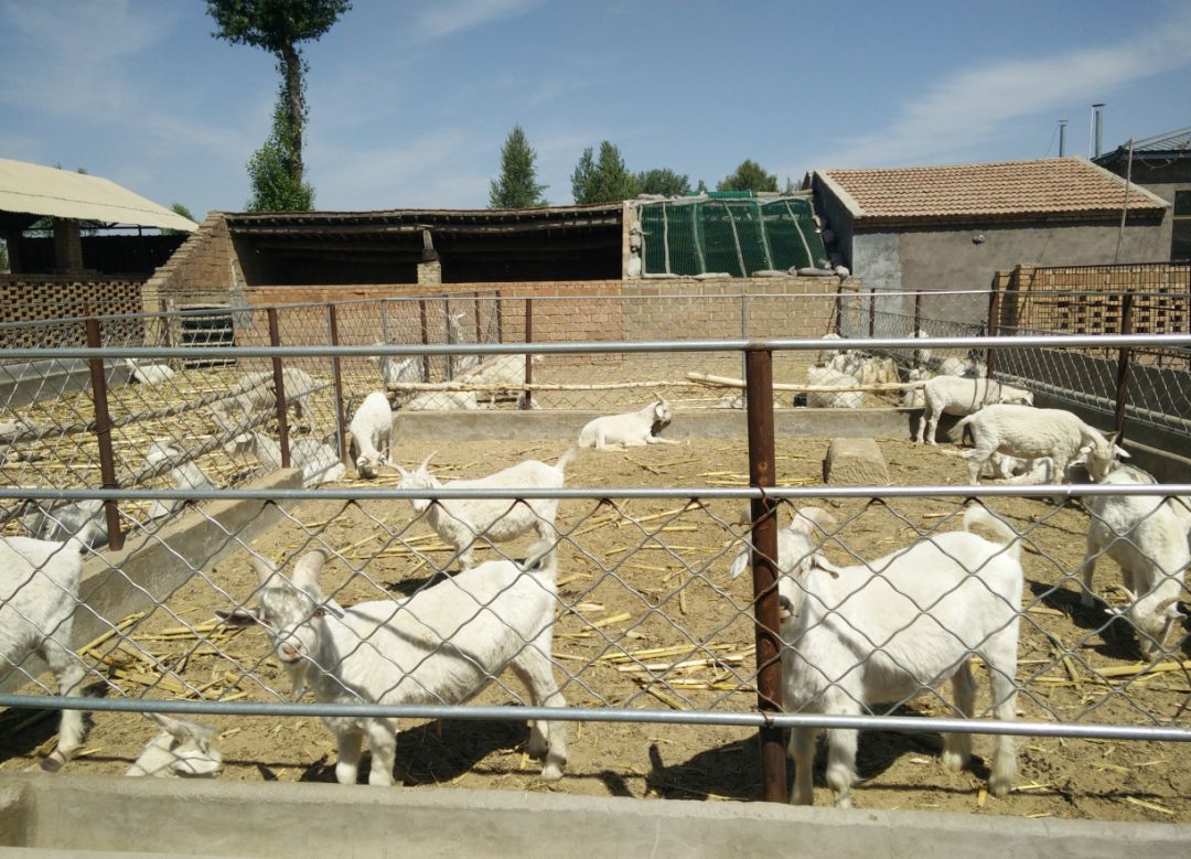 「乌审·民情日记」大牛地村第一书记朝格吉乐图