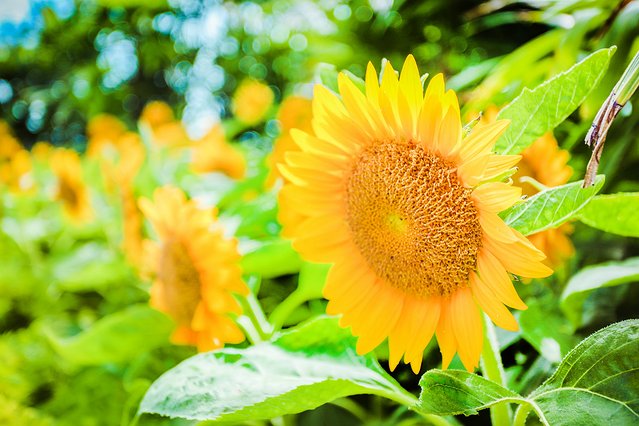 樟宜机场出境攻略,樟宜机场游玩攻略