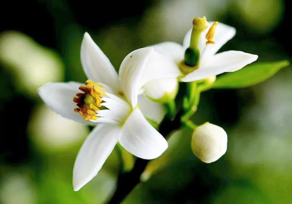 88元两瓶的大牌香水,有没有400块钱的大牌香水