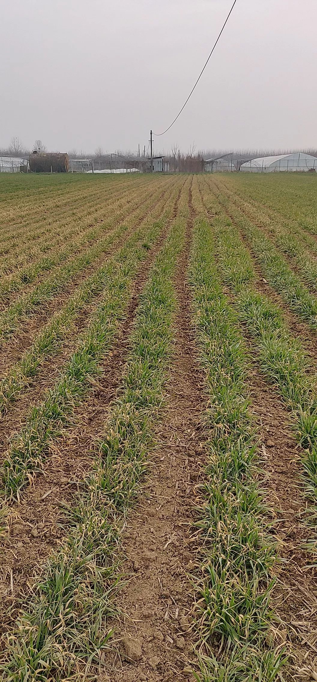 多地小麦出现发黄枯死现象,近期小麦发黄的原因怎么补救