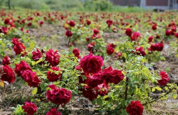 崇明好的民宿树屋,上海崇明农庄民宿