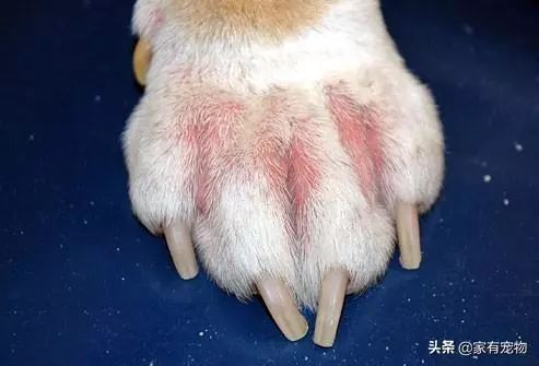 犬皮肤问题,如何鉴别犬类皮肤病