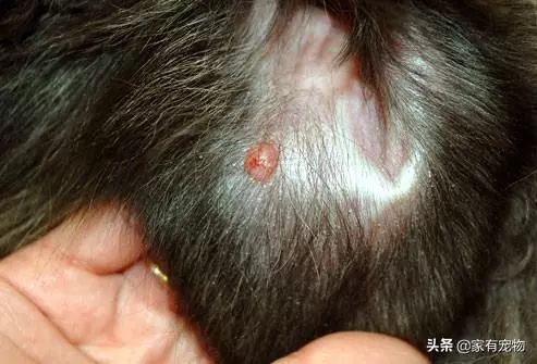 犬皮肤问题,如何鉴别犬类皮肤病