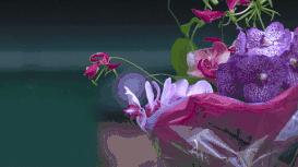 那些写香评的人文采有多好?让你隔屏闻到香水味儿丨夜听双语