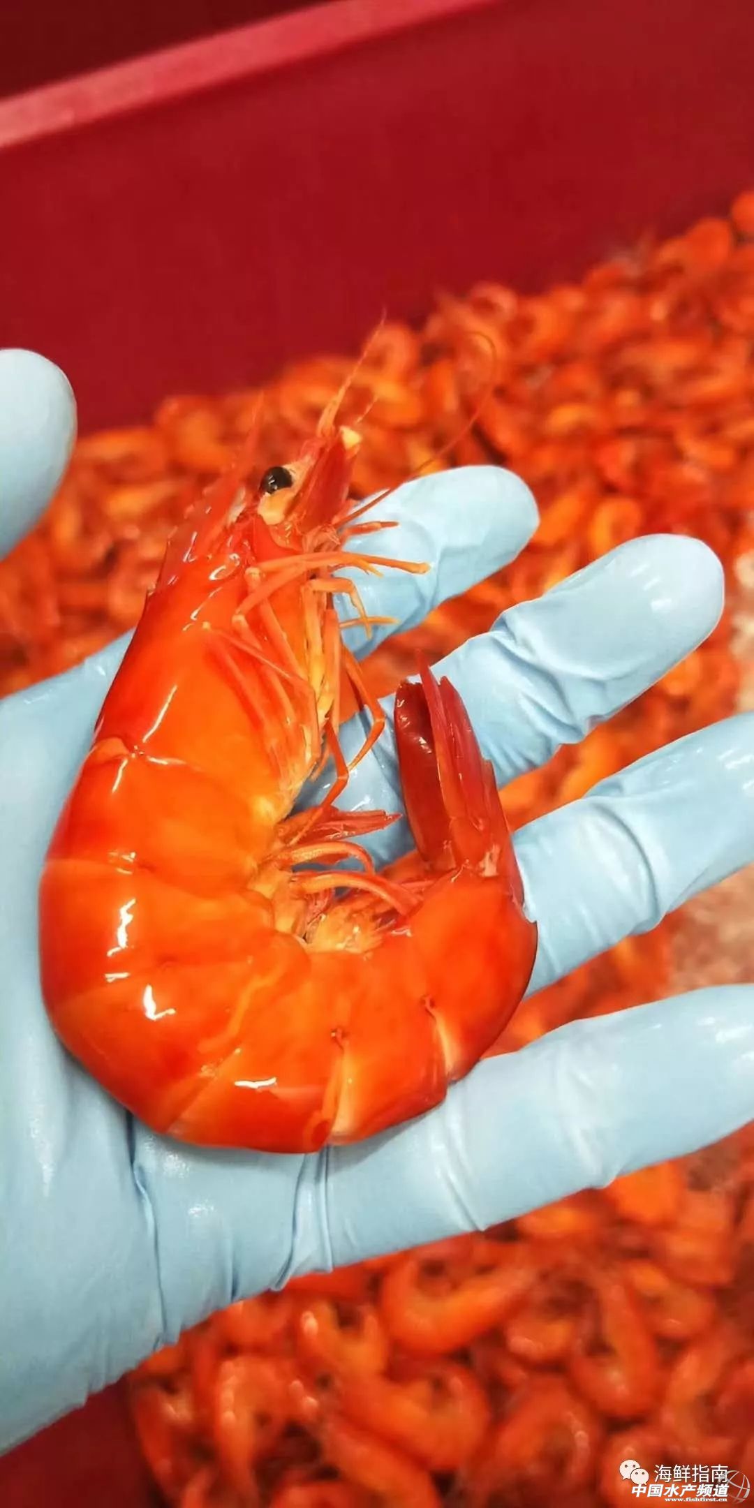 饭店做的白灼虾为啥那么好吃,大排档的白灼虾为什么那么鲜甜