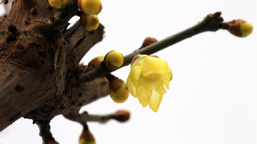 鄢陵中原花木博览会门票,鄢陵中原花木博览园电话