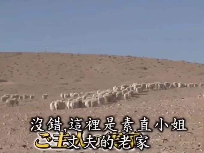 这位日本女人嫁到内蒙古牧区只为和丈夫在沙漠上种树