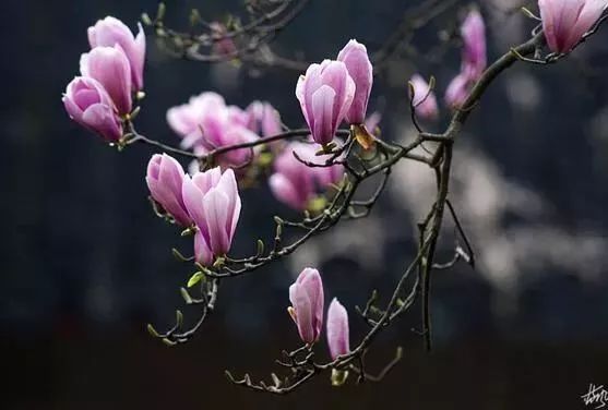 「收藏」不能错过的小美好！上海12个月行走指南来啦