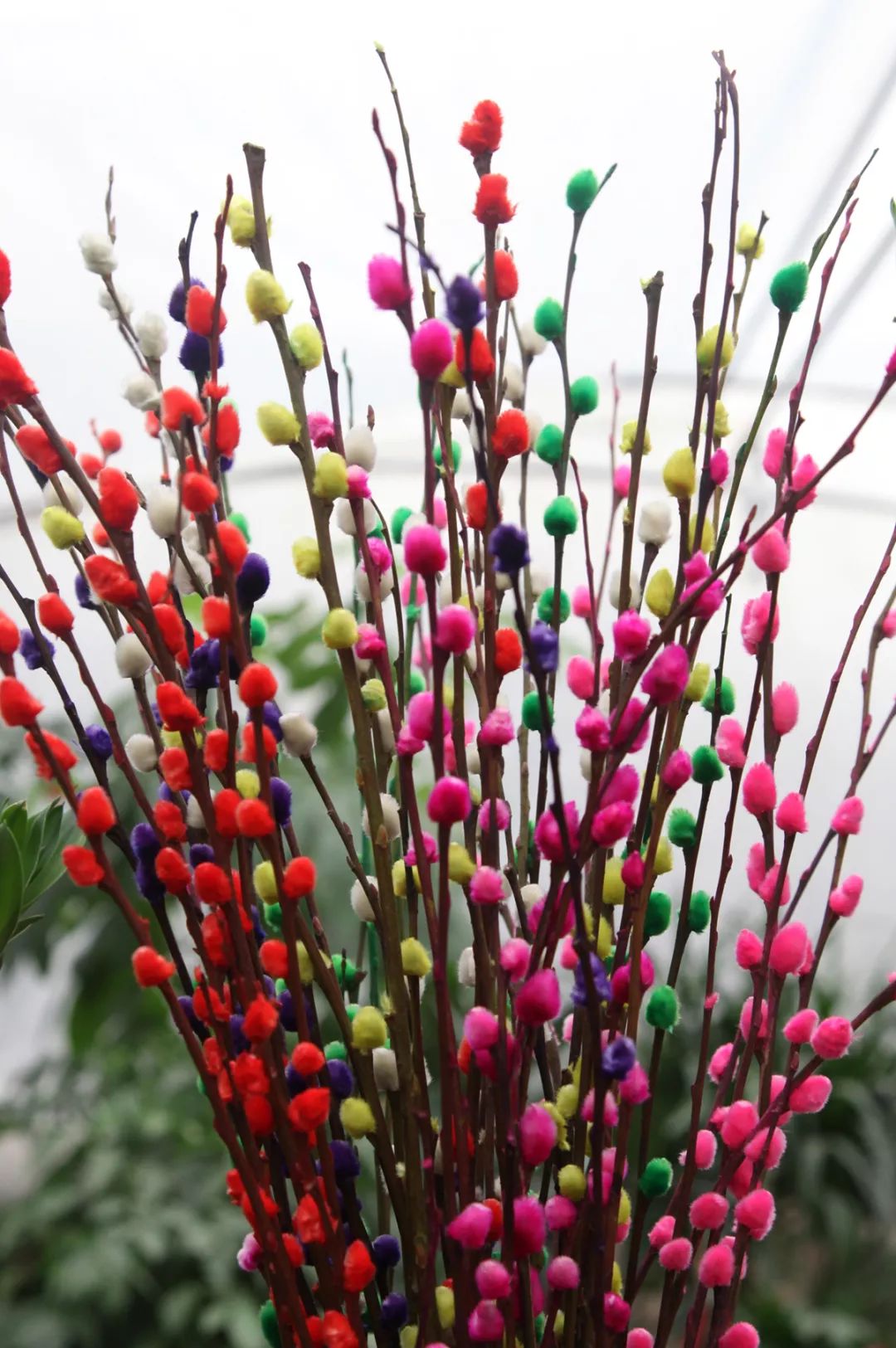 喜庆年宵花,盘点最受欢迎的十大年宵花